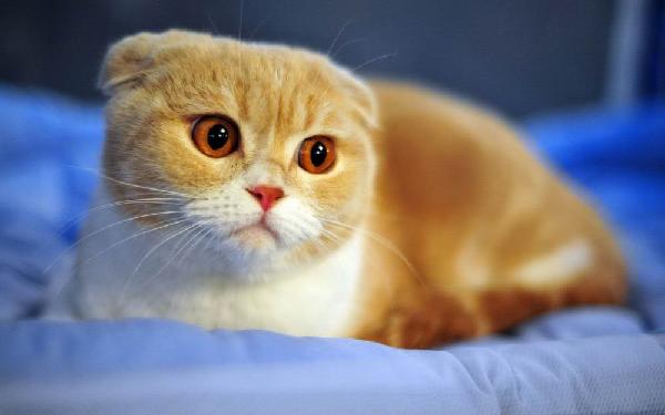 Tổng hợp hình ảnh mèo tai cụp Scottish Fold đáng yêu - [Kích thước hình ảnh: 600x375 px]