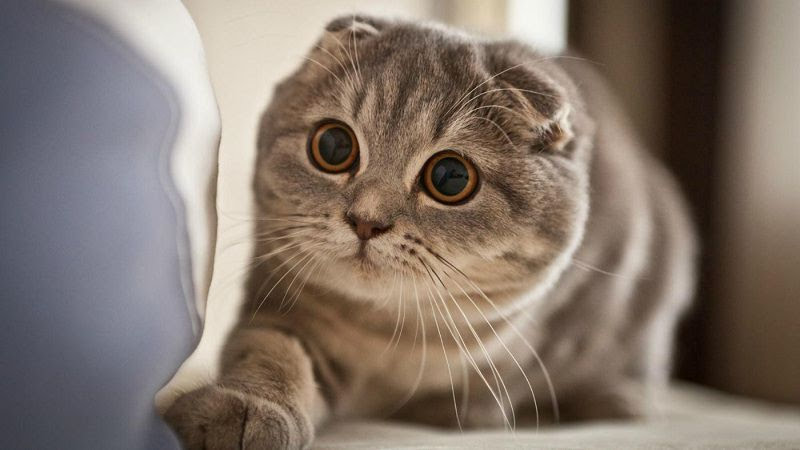 Tổng hợp hình ảnh mèo tai cụp Scottish Fold đáng yêu - [Kích thước hình ảnh: 800x450 px]
