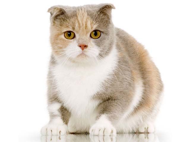 Tổng hợp hình ảnh mèo tai cụp Scottish Fold đáng yêu - [Kích thước hình ảnh: 640x480 px]