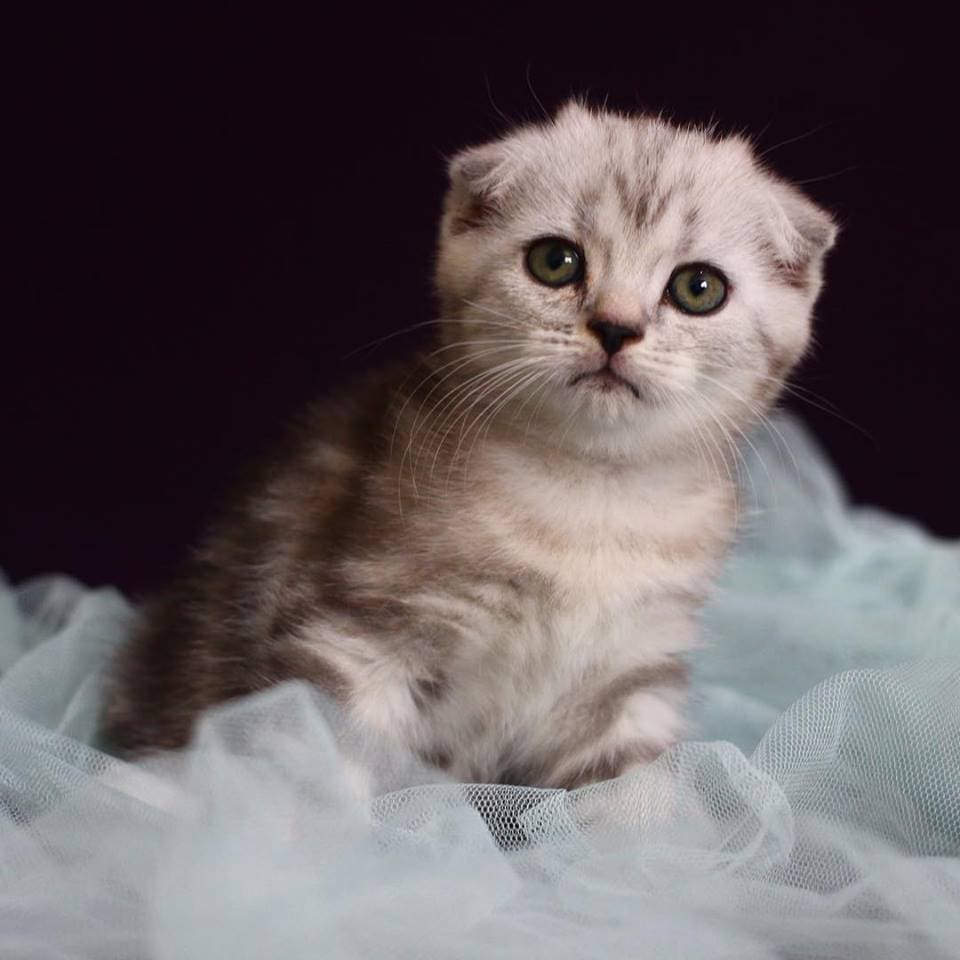Tổng hợp hình ảnh mèo tai cụp Scottish Fold đáng yêu - [Kích thước hình ảnh: 960x960 px]
