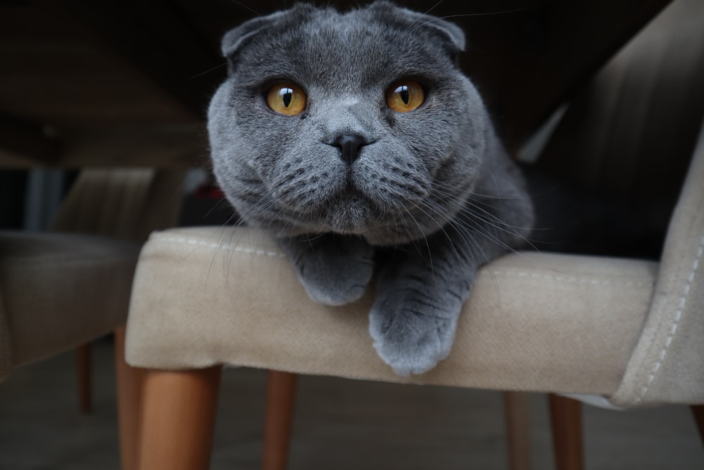 Tổng hợp hình ảnh mèo tai cụp Scottish Fold đáng yêu - [Kích thước hình ảnh: 1000x667 px]