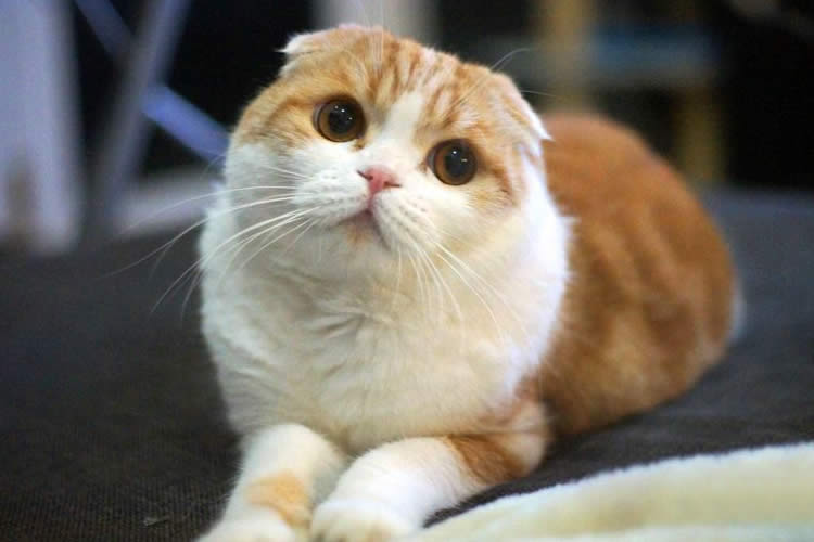 Tổng hợp hình ảnh mèo tai cụp Scottish Fold đáng yêu - [Kích thước hình ảnh: 750x500 px]