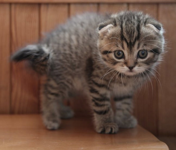 Tổng hợp hình ảnh mèo tai cụp Scottish Fold đáng yêu - [Kích thước hình ảnh: 600x514 px]