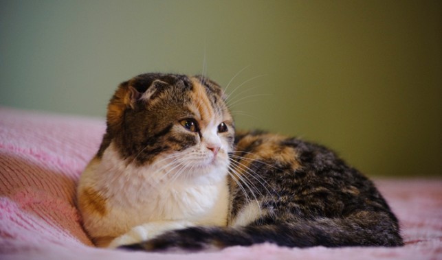 Tổng hợp hình ảnh mèo tai cụp Scottish Fold đáng yêu - [Kích thước hình ảnh: 643x379 px]