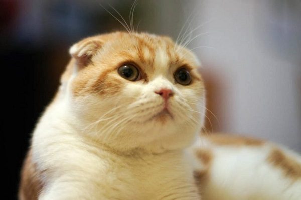 Tổng hợp hình ảnh mèo tai cụp Scottish Fold đáng yêu - [Kích thước hình ảnh: 600x398 px]