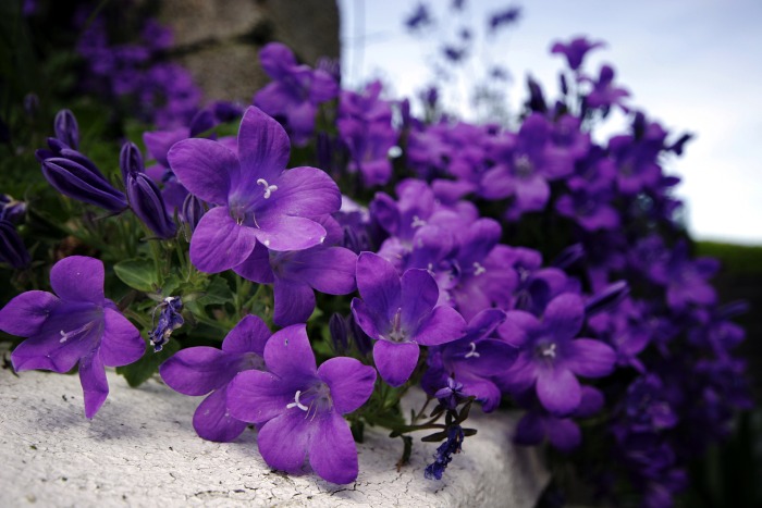 Tổng hợp hình ảnh hoa bâng khuâng – hoa ngọc hân đẹp nhất - [Kích thước hình ảnh: 700x467 px]