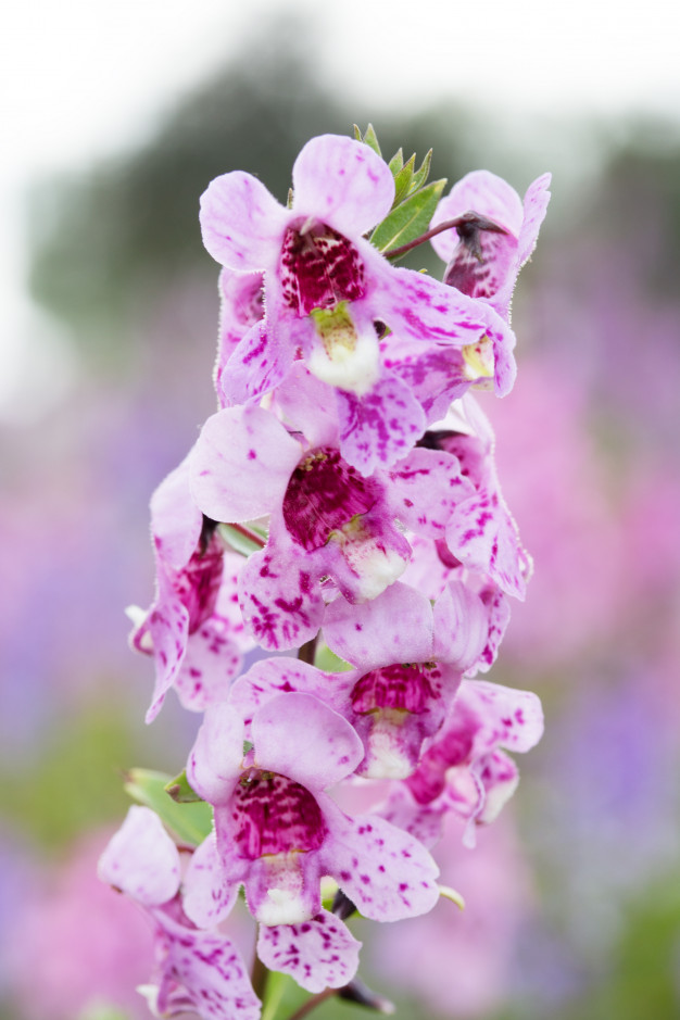 Tổng hợp hình ảnh hoa bâng khuâng – hoa ngọc hân đẹp nhất - [Kích thước hình ảnh: 626x939 px]