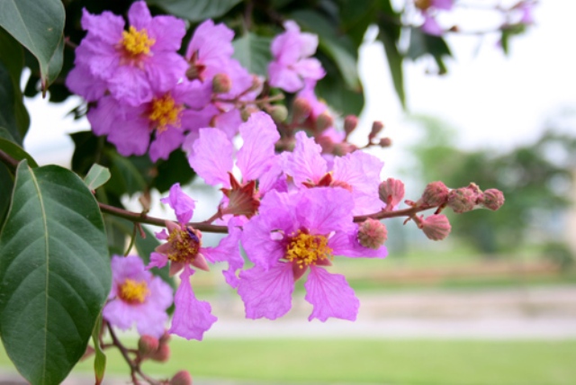 Tổng hợp hình ảnh hoa bâng khuâng – hoa ngọc hân đẹp nhất - [Kích thước hình ảnh: 640x428 px]