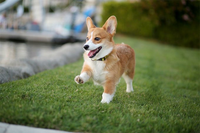 Tổng hợp hình ảnh những chú chó Corgi chân ngắn đáng yêu vô địch - [Kích thước hình ảnh: 680x453 px]
