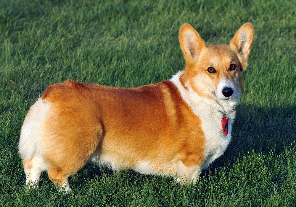 Tổng hợp hình ảnh những chú chó Corgi chân ngắn đáng yêu vô địch - [Kích thước hình ảnh: 1000x700 px]