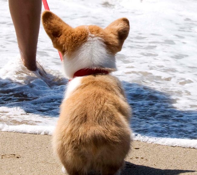 Tổng hợp hình ảnh những chú chó Corgi chân ngắn đáng yêu vô địch - [Kích thước hình ảnh: 650x579 px]
