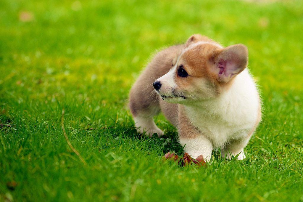 Tổng hợp hình ảnh những chú chó Corgi chân ngắn đáng yêu vô địch - [Kích thước hình ảnh: 1024x682 px]