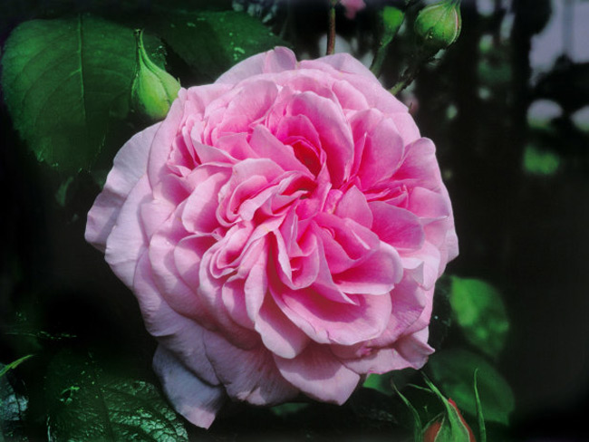 Tổng hợp những hình ảnh đẹp nhất về hoa hồng anh - [Kích thước hình ảnh: 650x488 px]