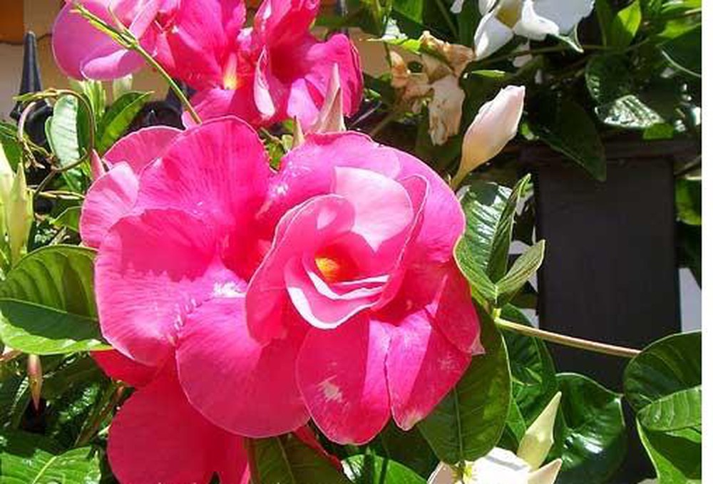 Tổng hợp những hình ảnh đẹp nhất về hoa hồng anh - [Kích thước hình ảnh: 1000x679 px]