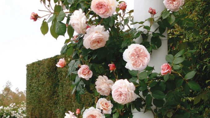 Tổng hợp những hình ảnh đẹp nhất về hoa hồng anh - [Kích thước hình ảnh: 678x381 px]