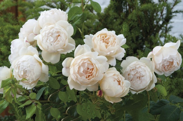 Tổng hợp những hình ảnh đẹp nhất về hoa hồng anh - [Kích thước hình ảnh: 600x399 px]