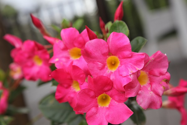 Tổng hợp những hình ảnh đẹp nhất về hoa hồng anh - [Kích thước hình ảnh: 600x400 px]