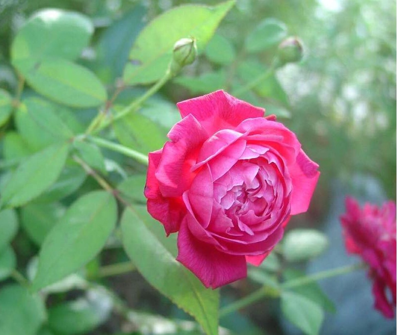 Tổng hợp những hình ảnh đẹp nhất về hoa hồng anh - [Kích thước hình ảnh: 808x682 px]