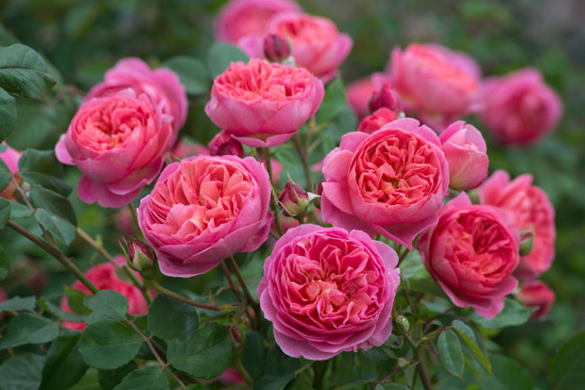 Tổng hợp những hình ảnh đẹp nhất về hoa hồng anh - [Kích thước hình ảnh: 650x434 px]