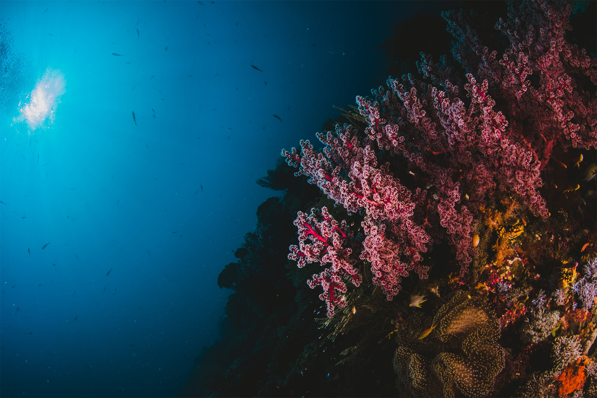 Khám phá đại dương rộng lớn qua góc nhìn nghệ thuật của nhiếp ảnh gia - [Kích thước hình ảnh: 2000x1334 px]