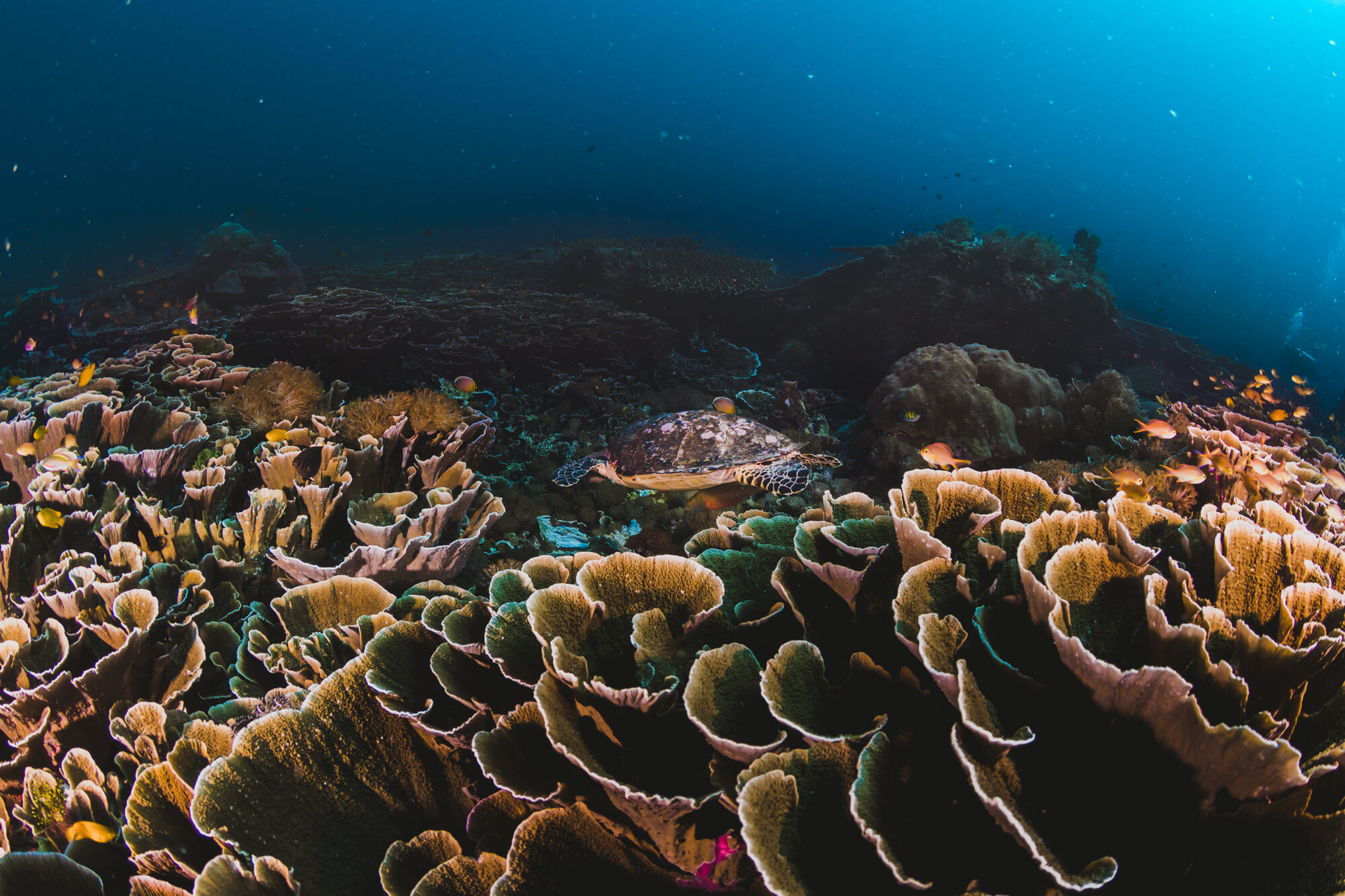 Khám phá đại dương rộng lớn qua góc nhìn nghệ thuật của nhiếp ảnh gia - [Kích thước hình ảnh: 2000x1333 px]