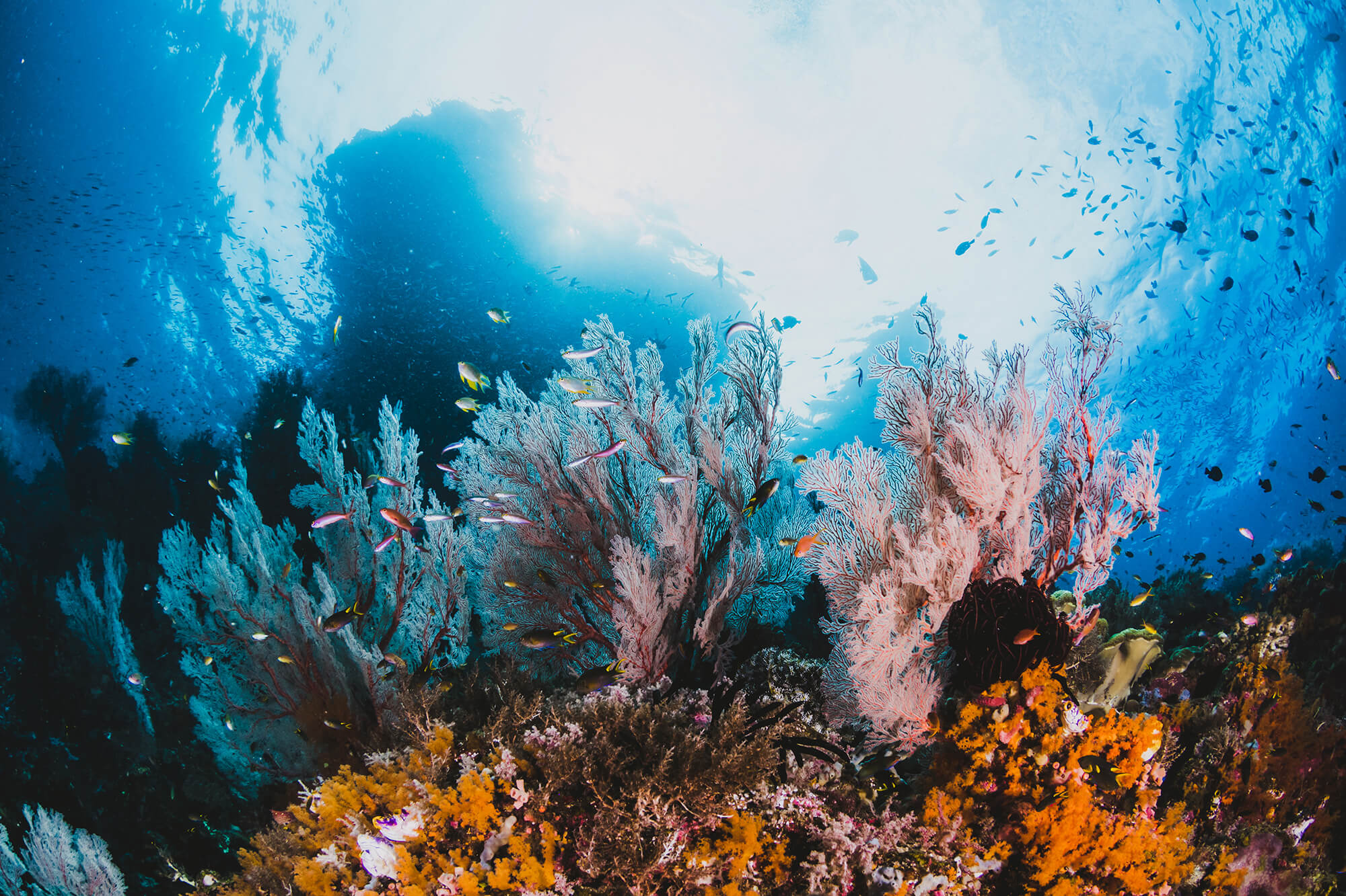 Khám phá đại dương rộng lớn qua góc nhìn nghệ thuật của nhiếp ảnh gia - [Kích thước hình ảnh: 2000x1333 px]