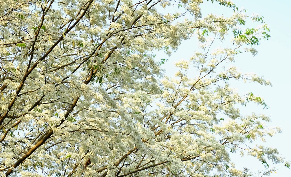 Ngất ngây trước bộ hình nền mùa Hoa Sưa của Hà Nội - [Kích thước hình ảnh: 1200x730 px]