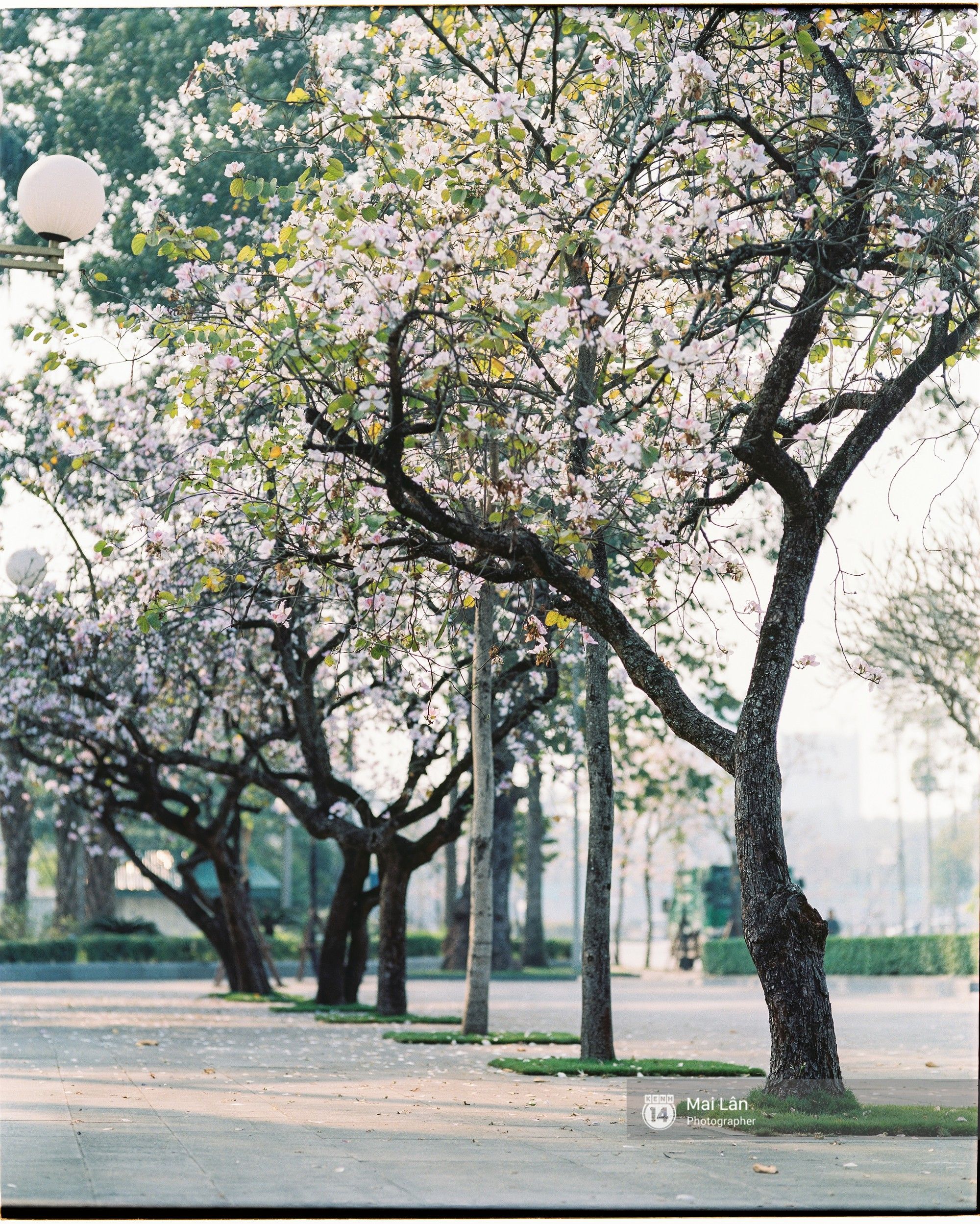 Ngất ngây trước bộ hình nền mùa Hoa Sưa của Hà Nội - [Kích thước hình ảnh: 2000x2498 px]