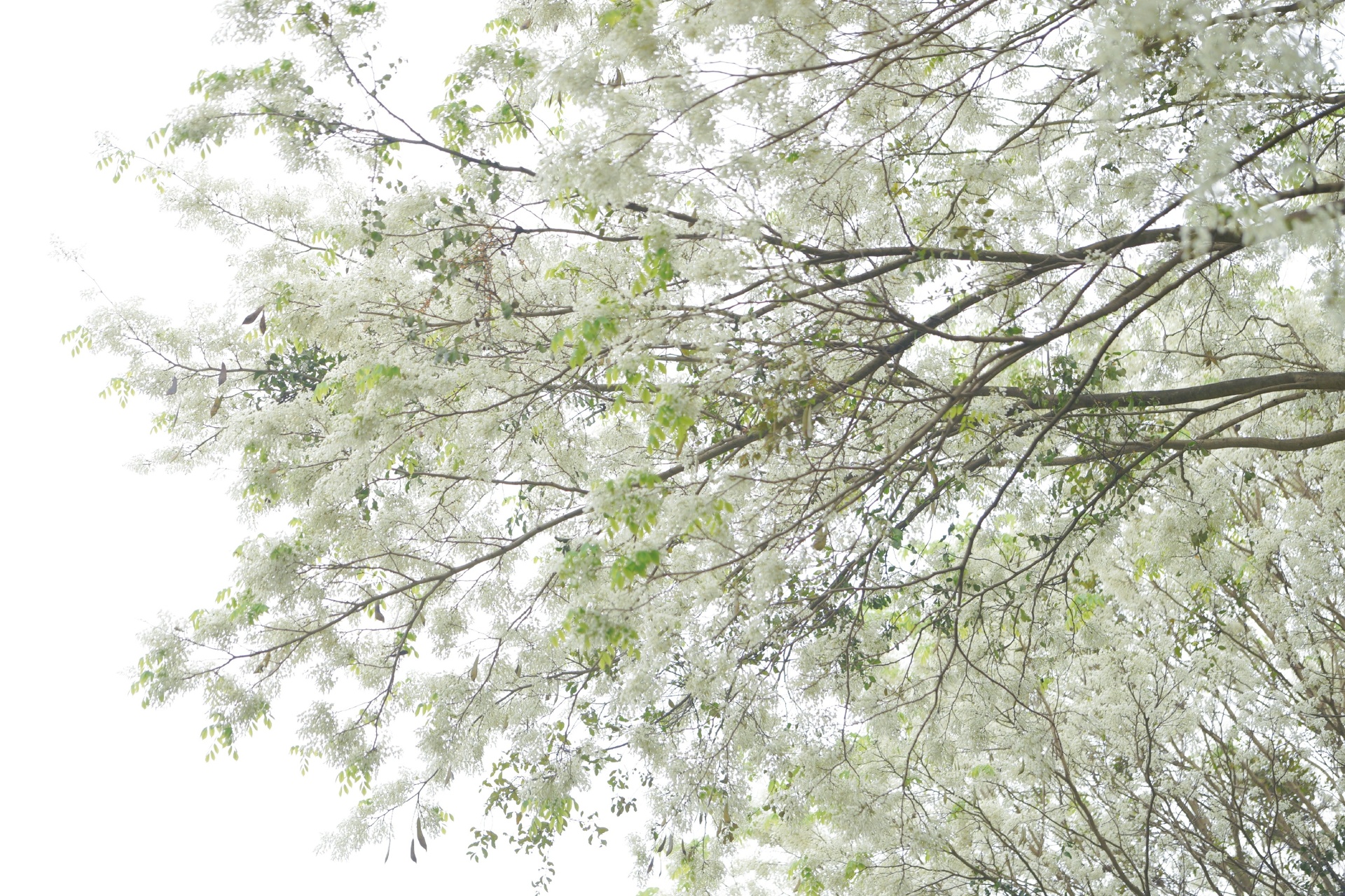 Ngất ngây trước bộ hình nền mùa Hoa Sưa của Hà Nội - [Kích thước hình ảnh: 1920x1280 px]