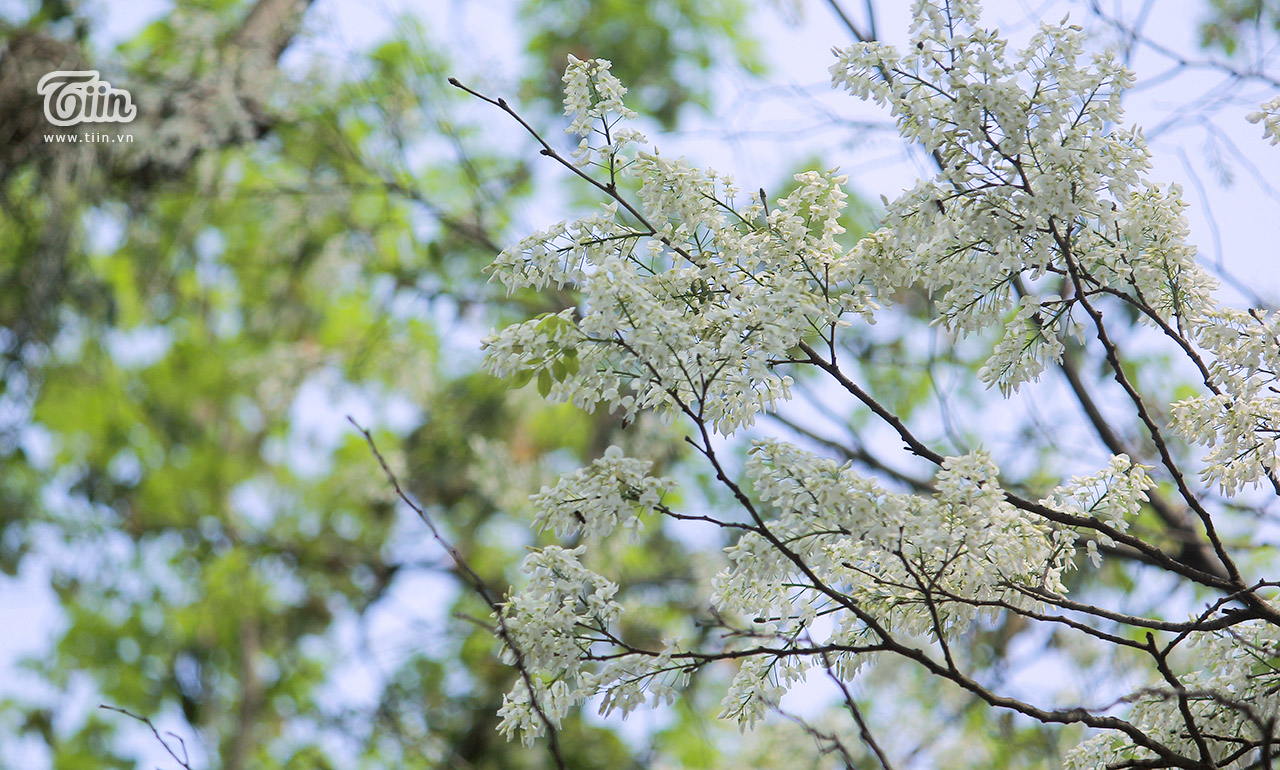 Ngất ngây trước bộ hình nền mùa Hoa Sưa của Hà Nội - [Kích thước hình ảnh: 1280x770 px]