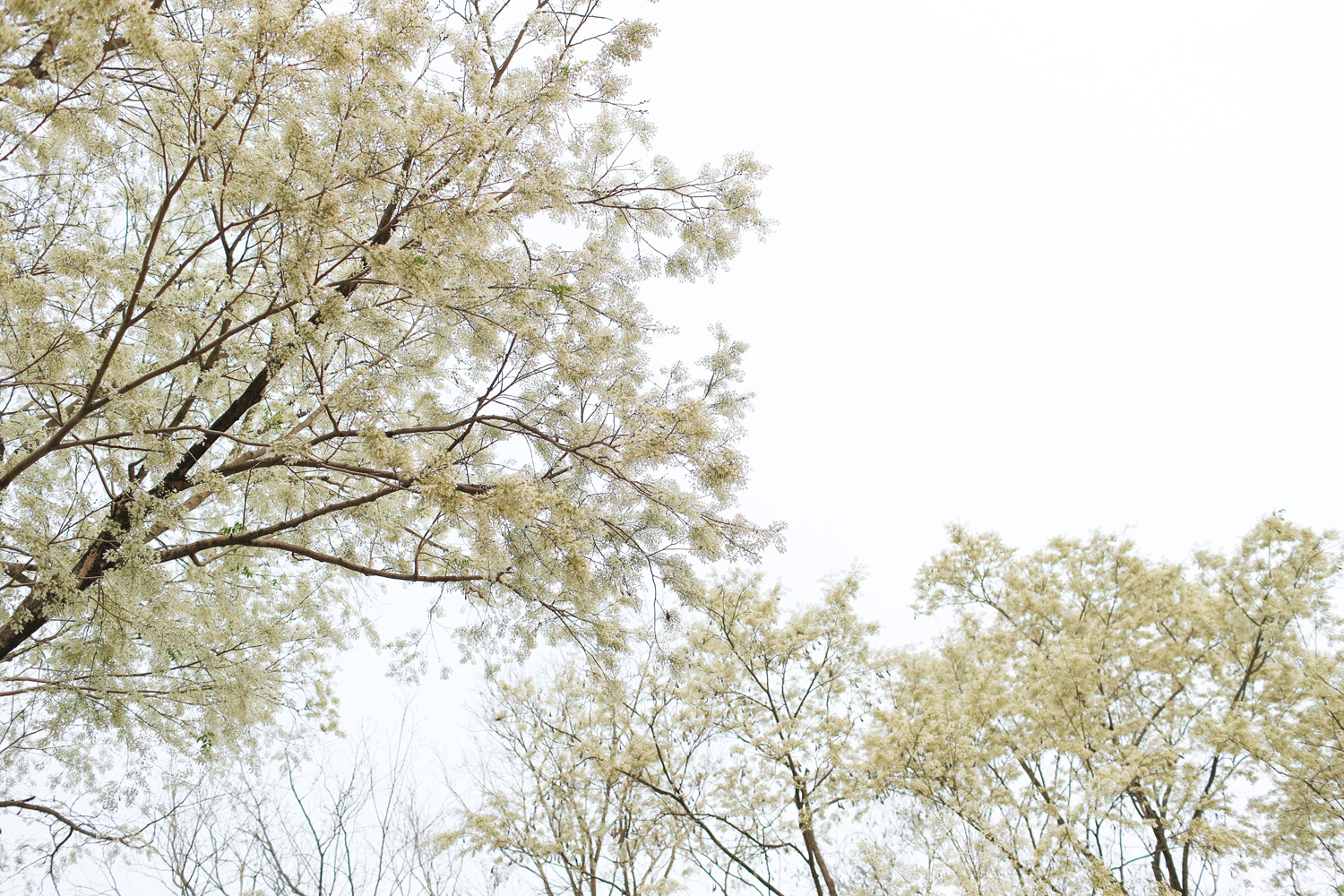 Ngất ngây trước bộ hình nền mùa Hoa Sưa của Hà Nội - [Kích thước hình ảnh: 1500x1000 px]