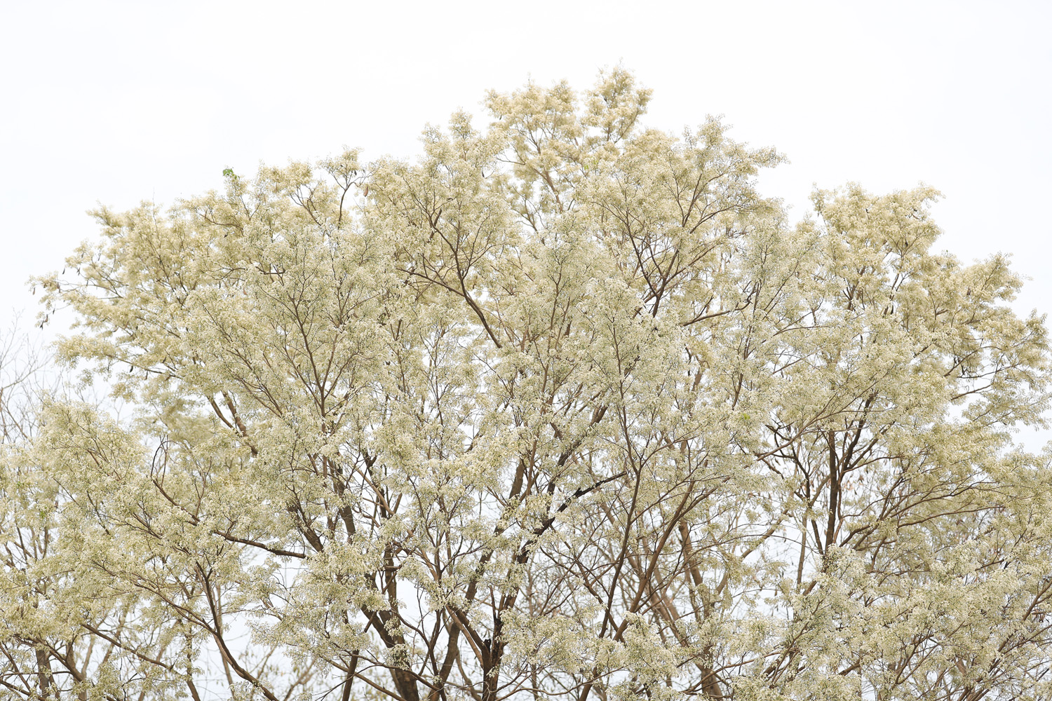 Ngất ngây trước bộ hình nền mùa Hoa Sưa của Hà Nội - [Kích thước hình ảnh: 1500x1000 px]