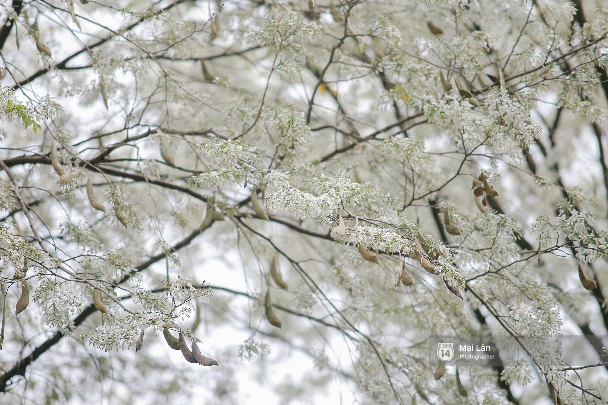 Ngất ngây trước bộ hình nền mùa Hoa Sưa của Hà Nội - [Kích thước hình ảnh: 2000x1333 px]