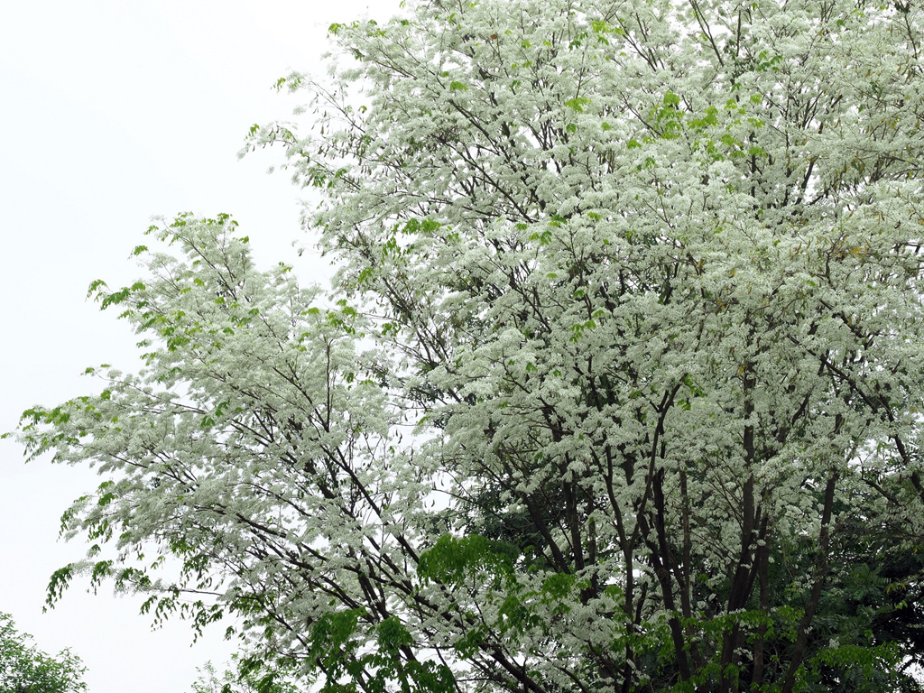 Ngất ngây trước bộ hình nền mùa Hoa Sưa của Hà Nội - [Kích thước hình ảnh: 1024x768 px]
