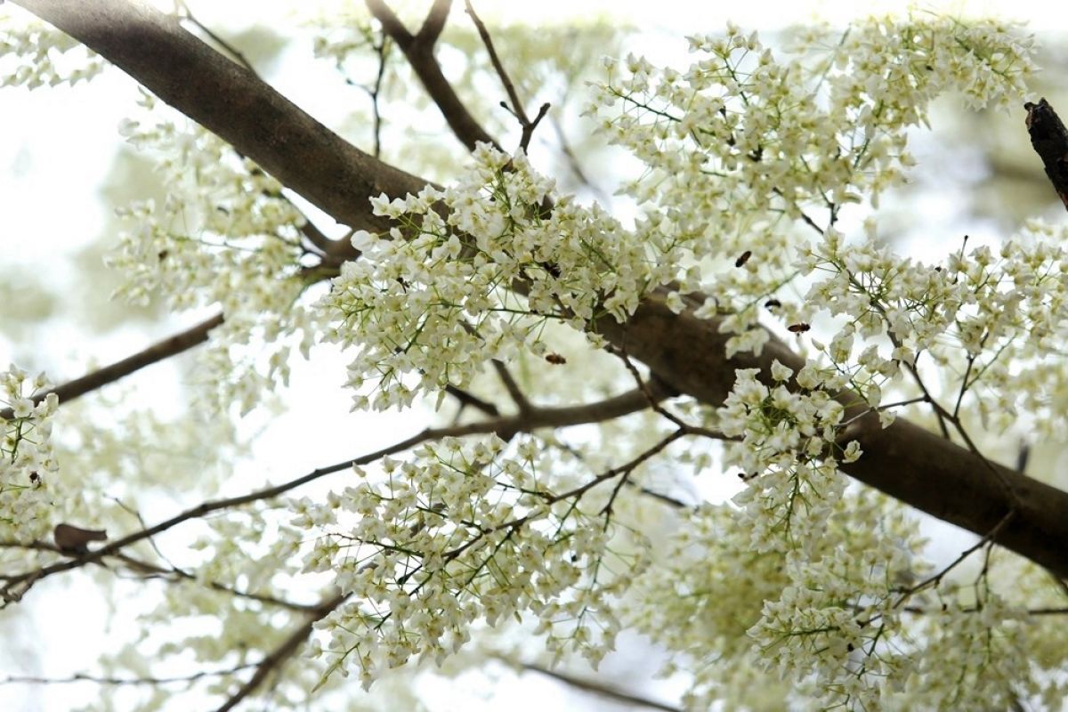 Ngất ngây trước bộ hình nền mùa Hoa Sưa của Hà Nội - [Kích thước hình ảnh: 1200x800 px]