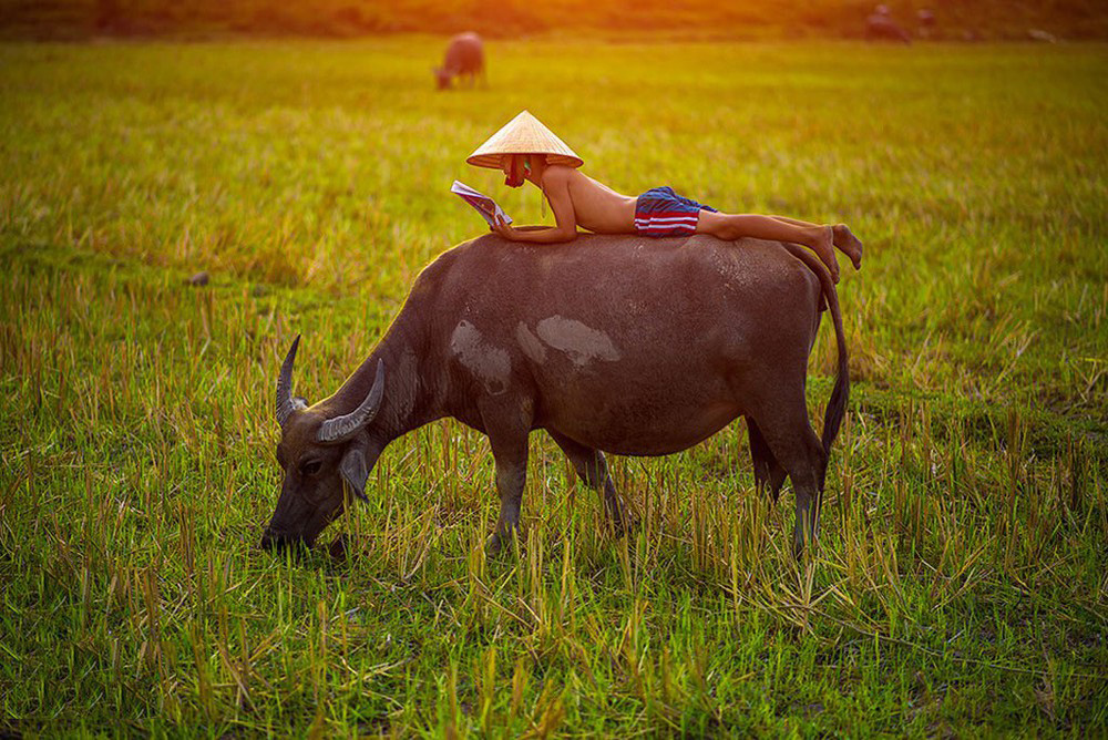 Tổng hợp hình ảnh con trâu Việt Nam đẹp nhất - [Kích thước hình ảnh: 1000x668 px]