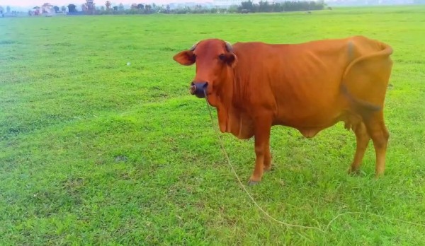 Tổng hợp hình ảnh con bò đẹp nhất - [Kích thước hình ảnh: 600x348 px]