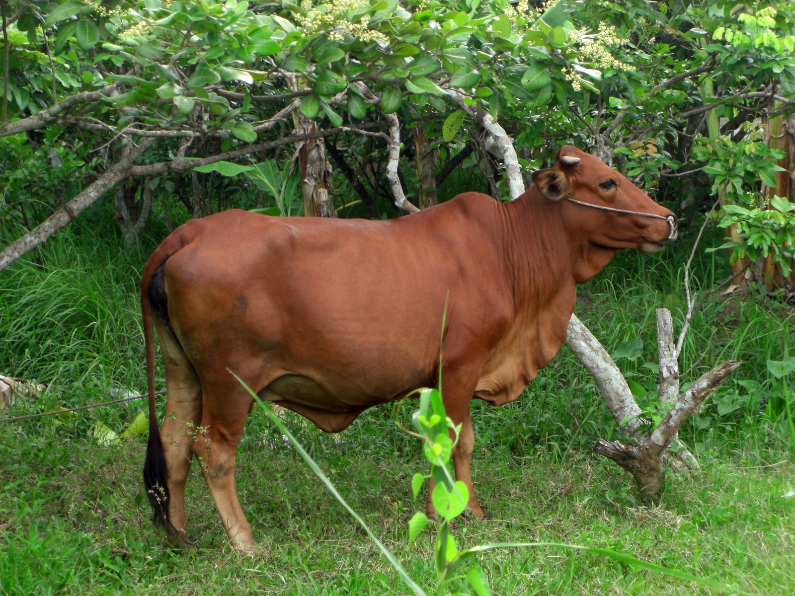 Tổng hợp hình ảnh con bò đẹp nhất - [Kích thước hình ảnh: 1600x1200 px]