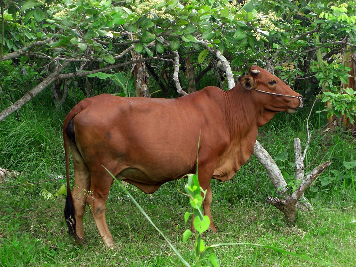 Tổng hợp hình ảnh con bò đẹp nhất - [Kích thước hình ảnh: 1200x900 px]
