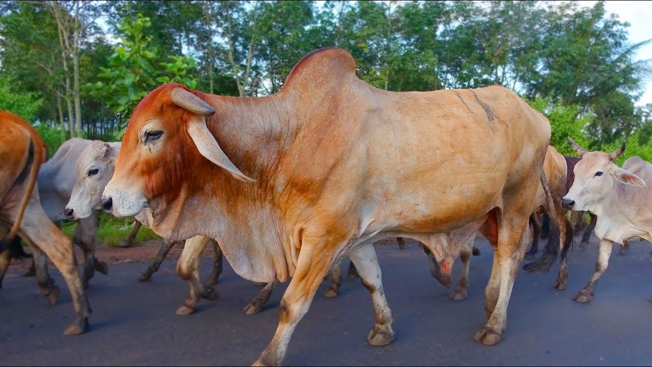 Tổng hợp hình ảnh con bò đẹp nhất - [Kích thước hình ảnh: 1280x720 px]