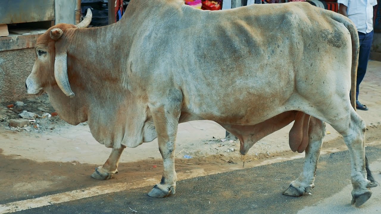 Tổng hợp hình ảnh con bò đẹp nhất - [Kích thước hình ảnh: 1280x720 px]