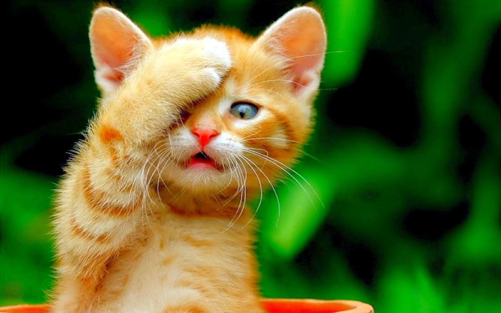 Mèo con đẹp với những ảnh nền mèo con dễ thương - [Kích thước hình ảnh: 1600x1000 px]