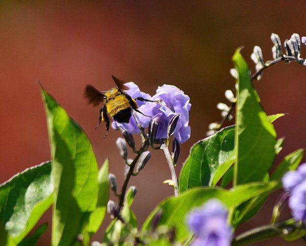 Tổng hợp những hình ảnh đẹp nhất về hoa chuỗi ngọc - [Kích thước hình ảnh: 600x484 px]