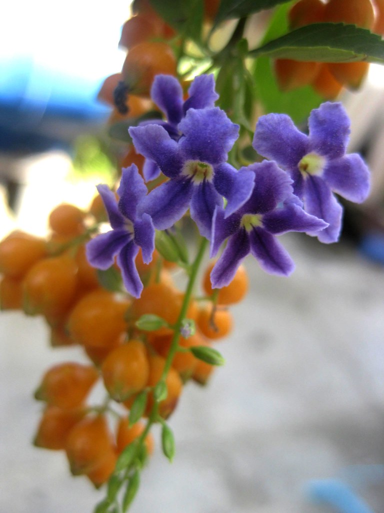 Tổng hợp những hình ảnh đẹp nhất về hoa chuỗi ngọc - [Kích thước hình ảnh: 768x1024 px]