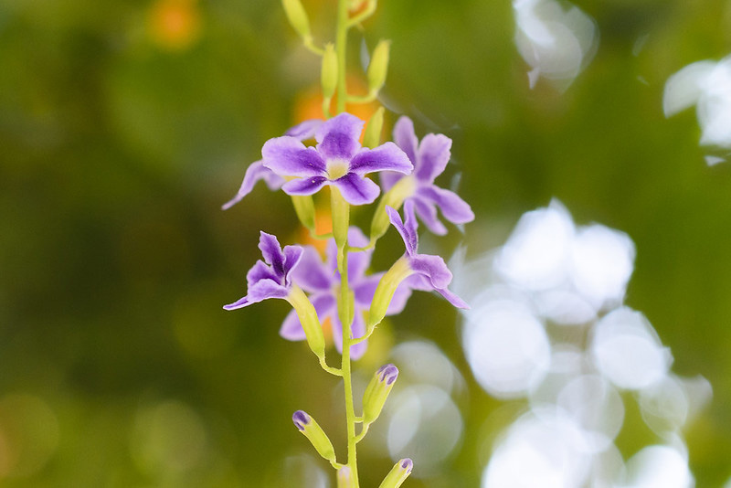 Tổng hợp những hình ảnh đẹp nhất về hoa chuỗi ngọc - [Kích thước hình ảnh: 800x534 px]