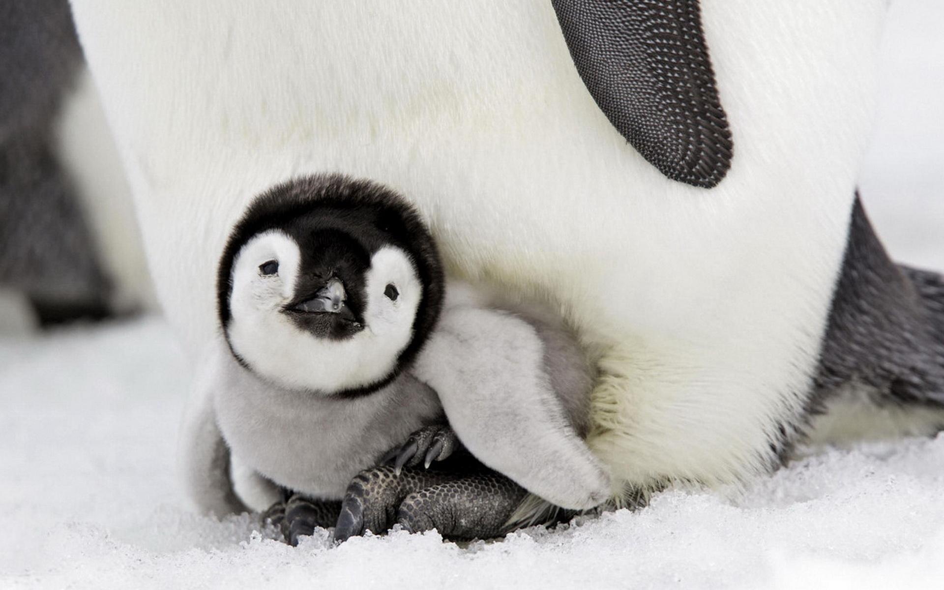Tổng hợp các hình ảnh về chim cánh cụt dễ thương – Đặc điểm của loài chim cánh cụt - [Kích thước hình ảnh: 1920x1200 px]