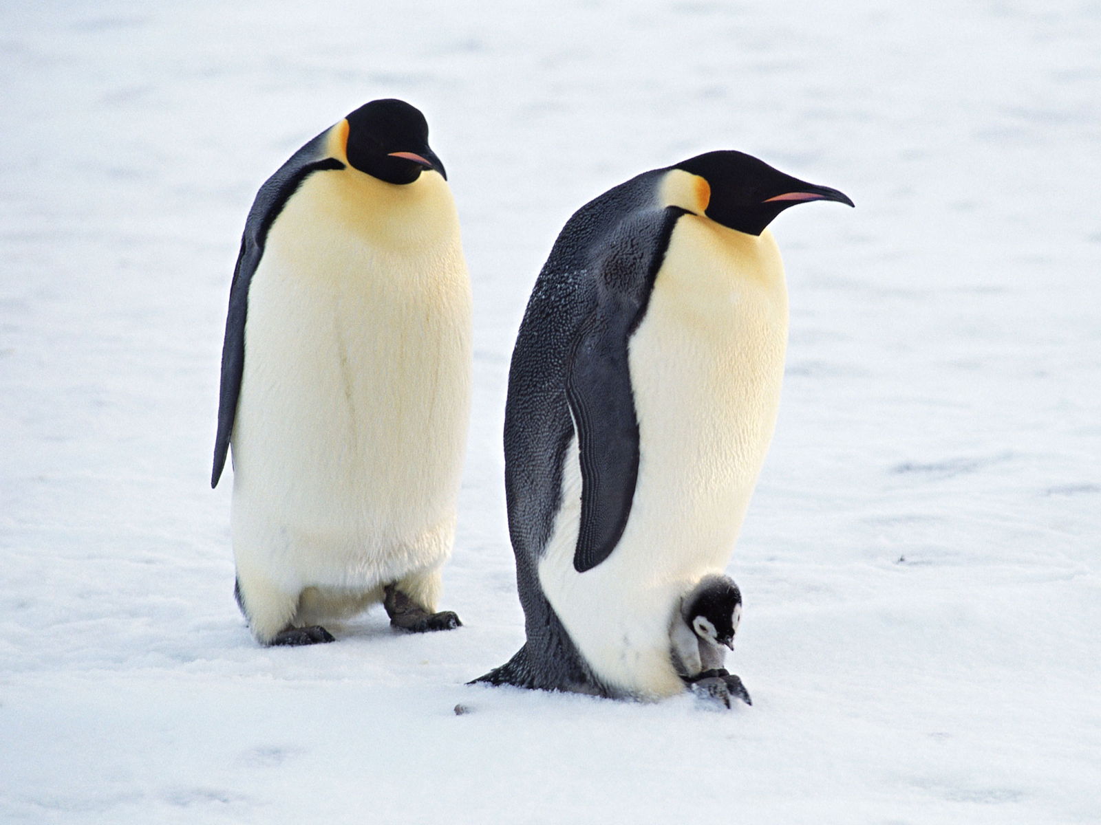 Tổng hợp các hình ảnh về chim cánh cụt dễ thương – Đặc điểm của loài chim cánh cụt - [Kích thước hình ảnh: 1600x1200 px]