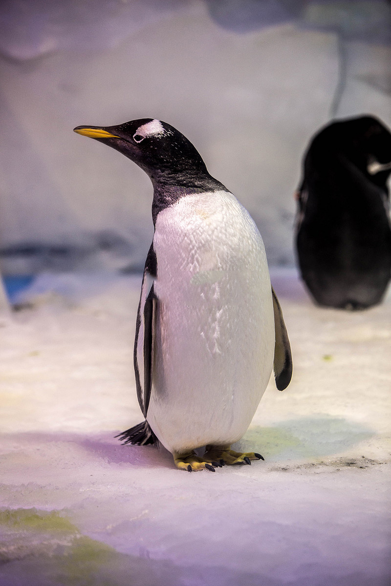 Tổng hợp các hình ảnh về chim cánh cụt dễ thương – Đặc điểm của loài chim cánh cụt - [Kích thước hình ảnh: 800x1200 px]