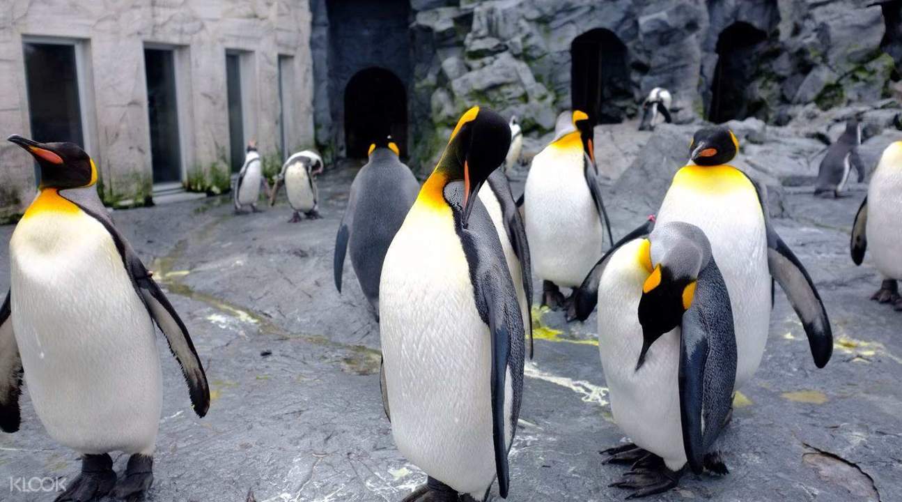 Tổng hợp các hình ảnh về chim cánh cụt dễ thương – Đặc điểm của loài chim cánh cụt - [Kích thước hình ảnh: 1295x720 px]