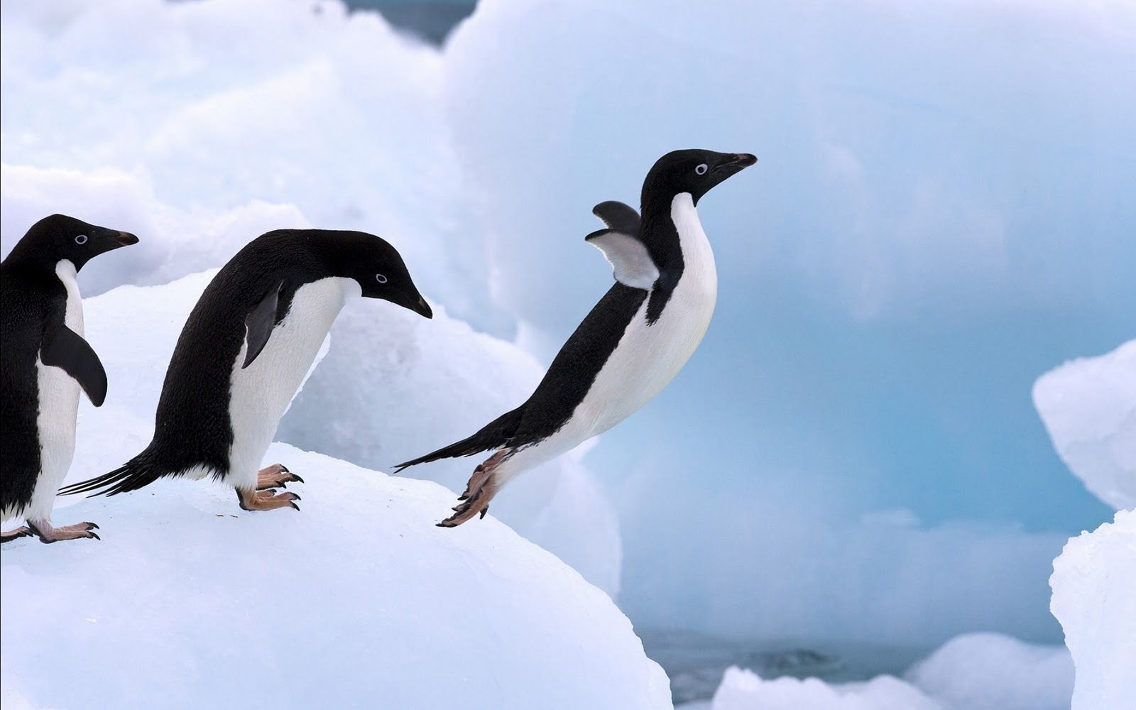 Tổng hợp các hình ảnh về chim cánh cụt dễ thương – Đặc điểm của loài chim cánh cụt - [Kích thước hình ảnh: 1600x1000 px]